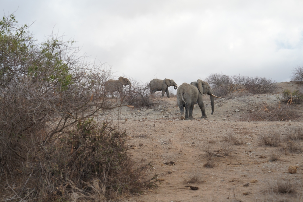 Zum Abschluss in Kenia noch mal Elefanten