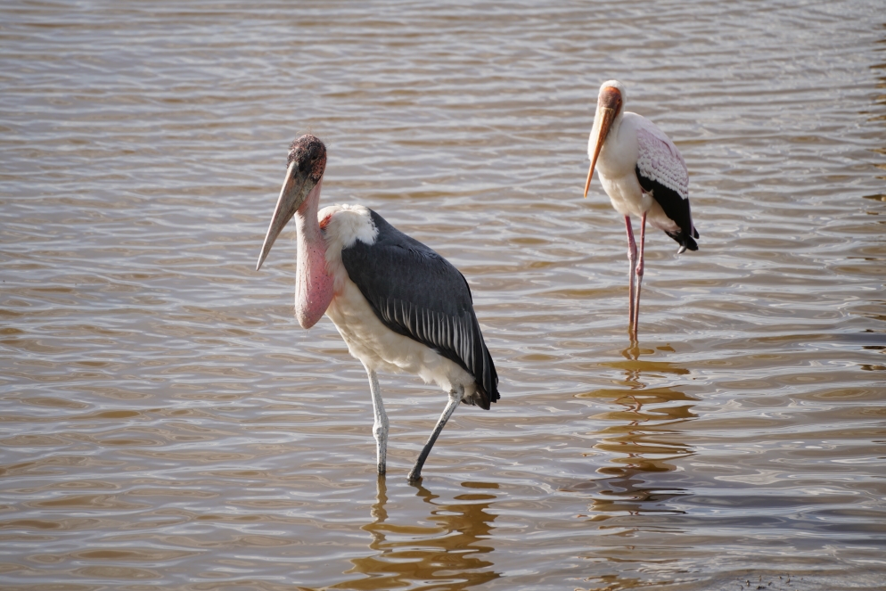 Marabu und Gelbschnabel Storch