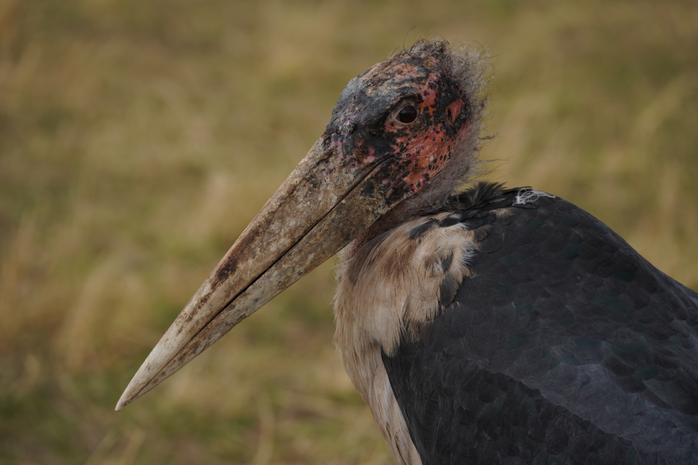 Der hässliche aus der Familie der Störche