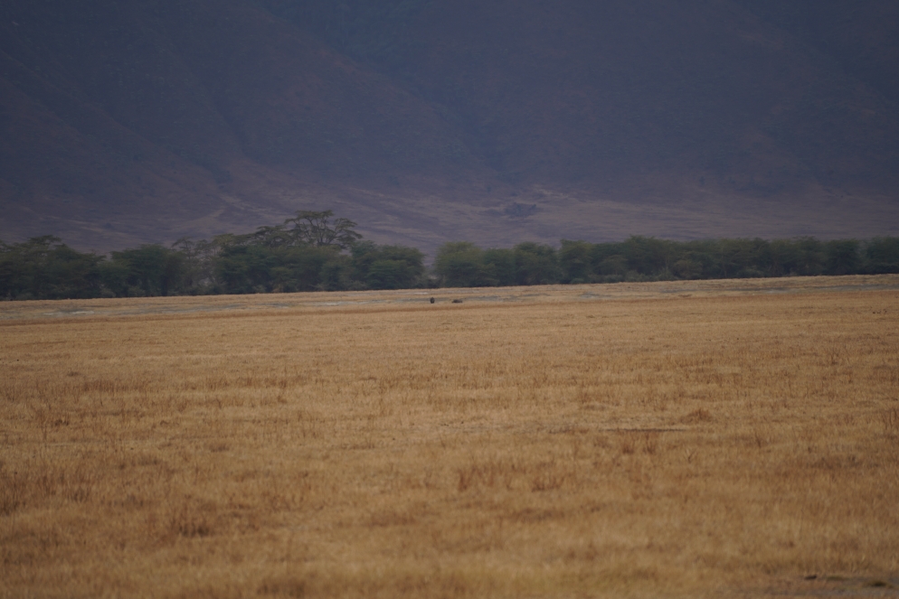 Zwei schwarze Punkte in der Bildmitte - Rhinos