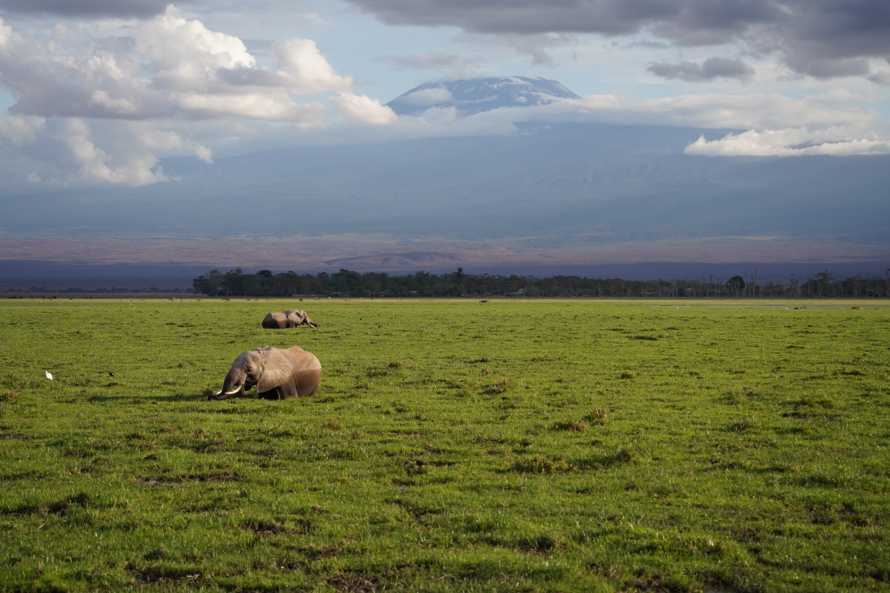 Elefant mit Kilimanjaro