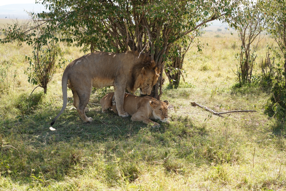 Nach 15s war die Sache durch