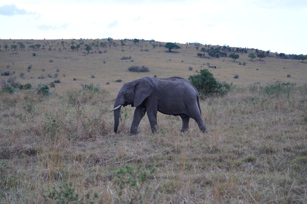 Ohne Zoom mit 50mm Brennweite!
