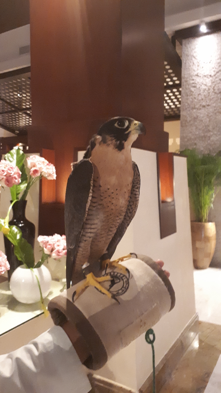 Falke in der Hotel Lobby