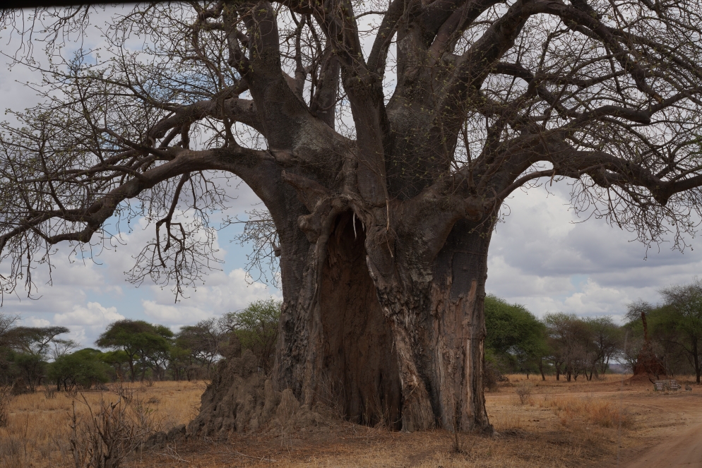 Baobabs ...