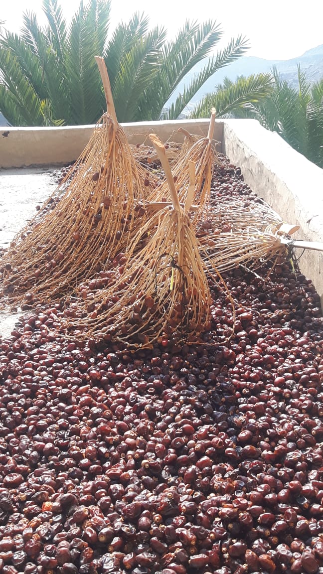 Trocknen der Datteln im Bergdorf