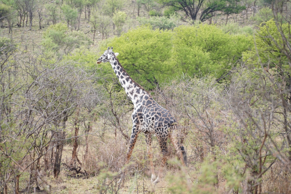 Nicht die weiße Masai aber die weiße Giraffe