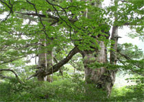 Wald