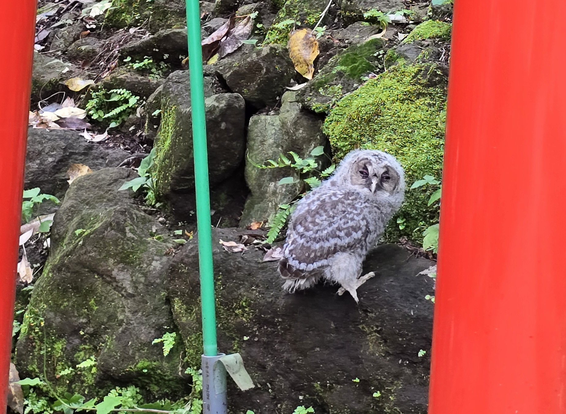 鎌倉で食し、癒され、感動し！最高！😆