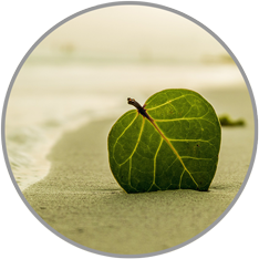 grünes Blatt am Strand - Ruhe und Entspannung