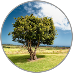 freistehender Baum auf grüner Wiese; chin. Element Holz