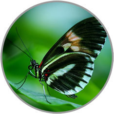 wunderschöner Schmetterling auf grünem Blatt