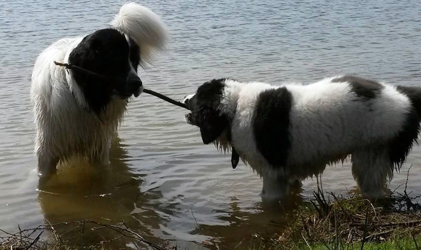 Brody und sein neuer Landseer Kumpel Elmo