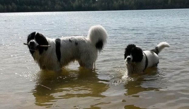 Brody und sein neuer Landseer Kumpel Elmo