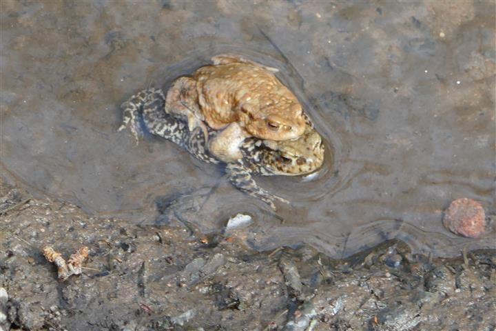 Erdkröte bei der Paarung, das Weibchen mit schwarzer Fleckung