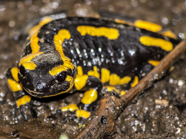 Ein heimlicher Geselle: Der Feuersalamander rund um Dietzenbach