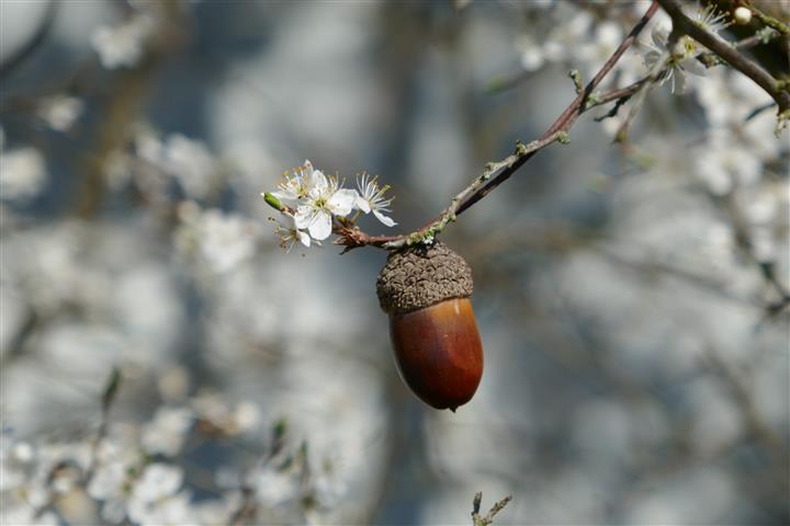 Traubeneiche - Blüte mit noch hängender Frucht. Bei der Stieleiche hätte die Eichel einen längeren Stiel. 