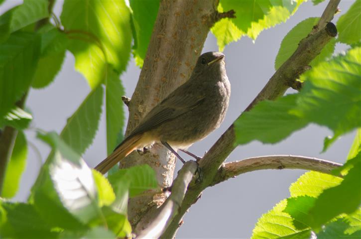 Gartenrotschwanz Weibchen