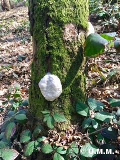 Stäublings-Schleimpilz - Reticularia lycoperdon