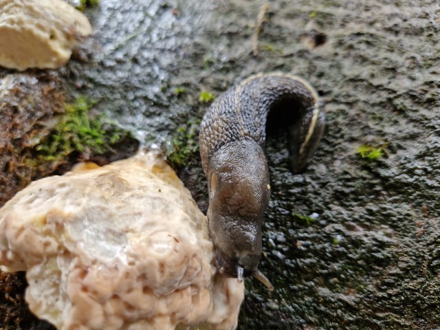 Spanische Wegschnecke - mit drei Bändern, passend zur diesjährigen Nacktschneckenplage.