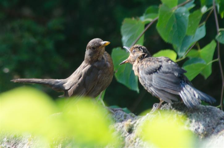 Amselweibchen und Junges