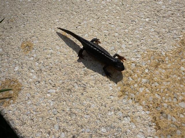 Schwarze Morphe des Feuersalamanders. Eine seltene Ausnahme von unserem schwarz-gelb gefleckten Feuersalamander.
