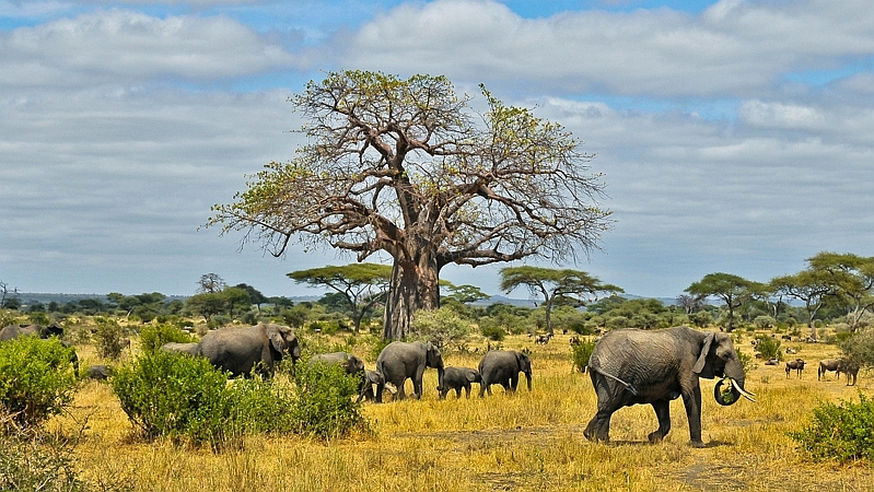 Kenya. Elefanti africani - Elephants (Loxodonta africana) 