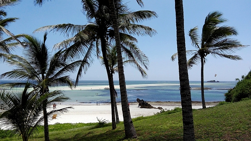 Gecko beach Watamu