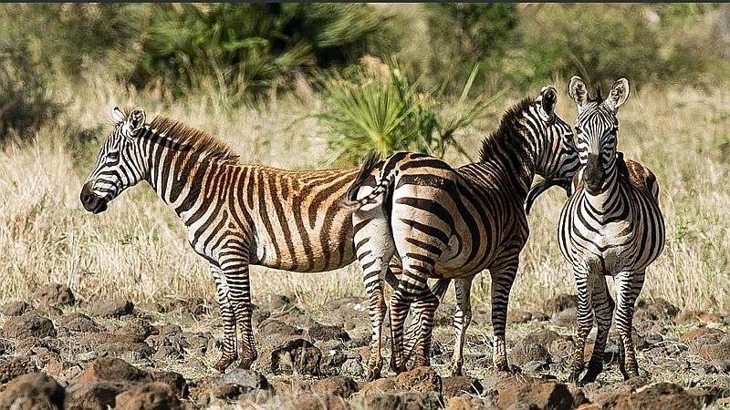 Zebre di Burchell. Parco Nazionale Meru