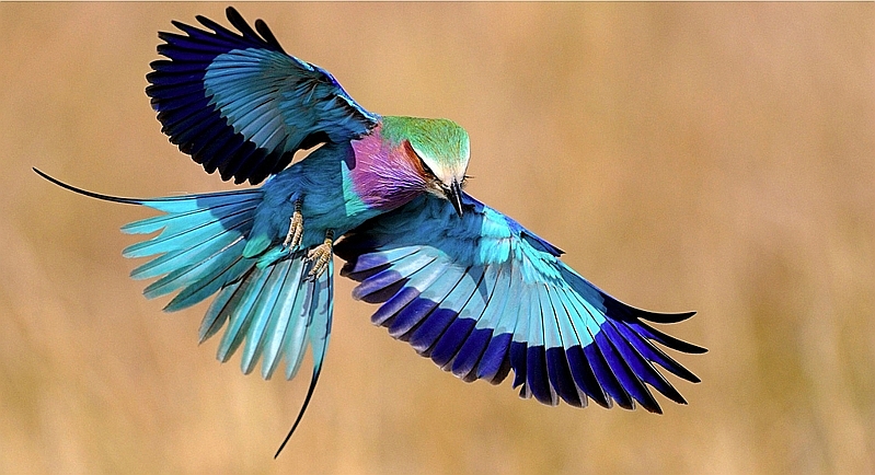 Kenya. Ghiandaia marina pettolilla - Lilac breasted Roller (Coracias caudatus)
