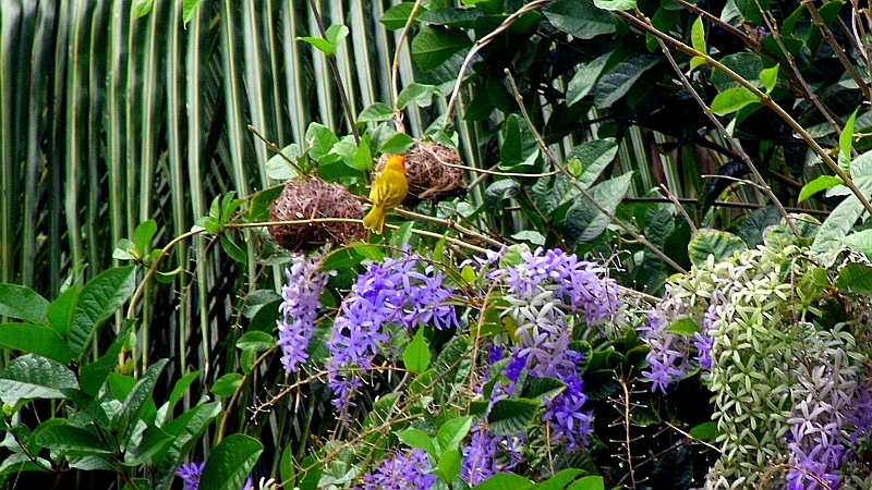Kenya. Fiori di glicine