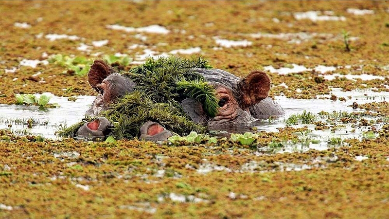 Ippopotamo. Parco Nazionale Amboseli