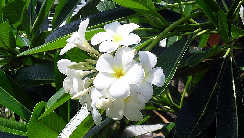 Fiore del Paradiso (Plumeria obtusa) conosciuta anche come Frangipane