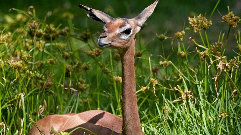 Gerenuk ((Litocranius walleri)