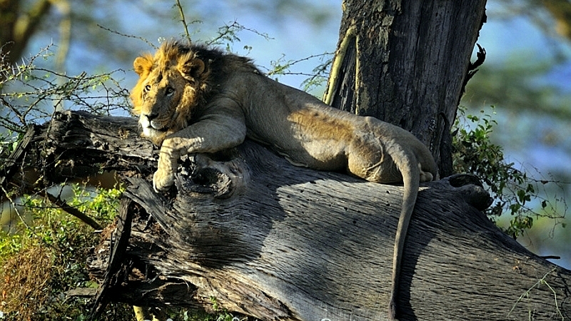 Kenya. Leone (Panthera leo). Lago Nakuru