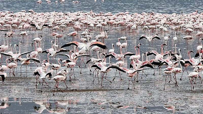 Fenicotteri minori. Riserva Nazionale lago Bogoria