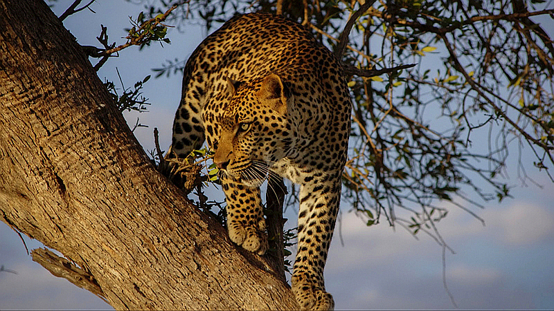 Kenya. Leopardo africano - Leopard (Panthera pardus pardus)