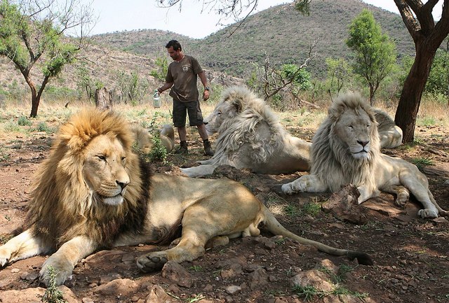 Kevin Richardson con alcuni dei suoi 38 leoni