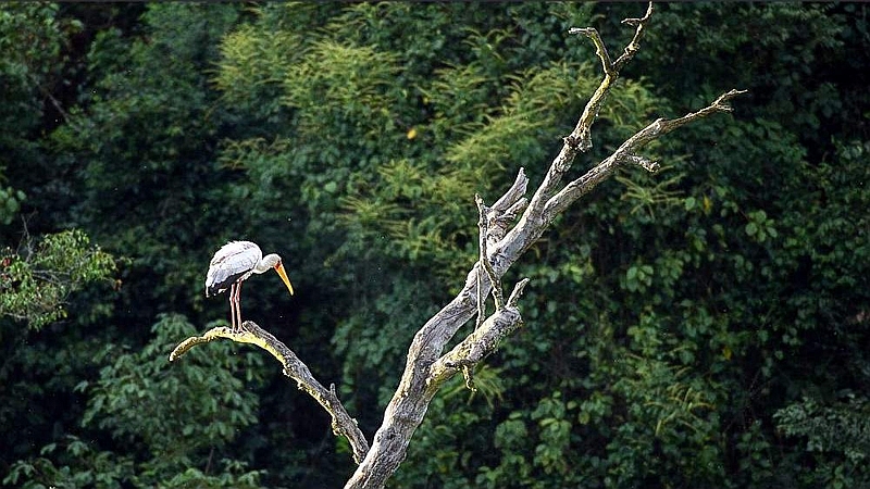 Cicogna dal becco giallo. Saiwa Swamp National Park