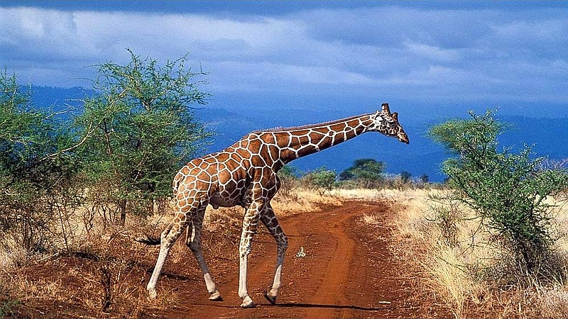 Giraffa reticolata. Meru National Park