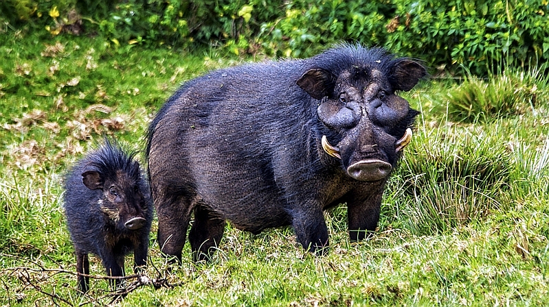 Kenya. Ilocero gigante (Hylochoerus meinertzhageni)