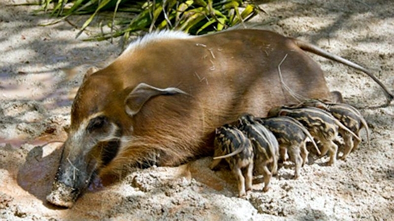 Potamocero - Red river Hog (Potamochoerus porcus)