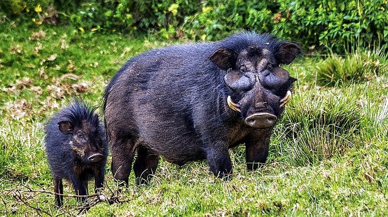 Ilocero gigante - Giant Forest Hog (Hylochoerus meinertzhageni)