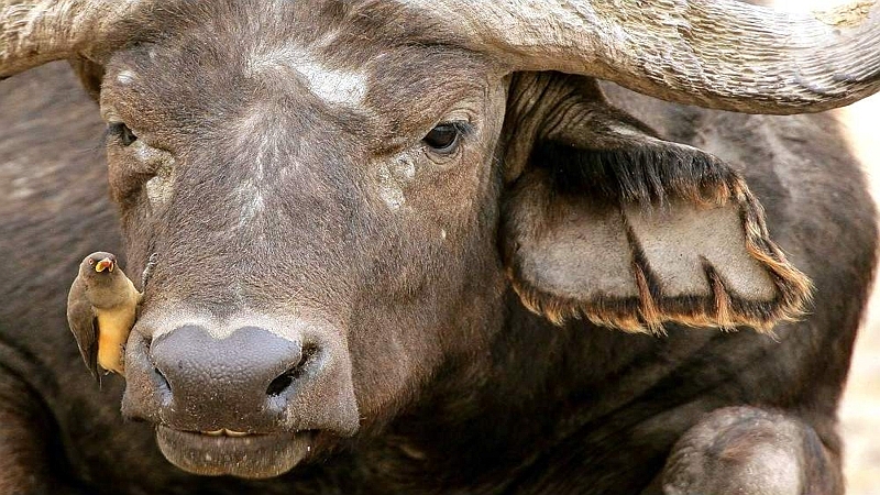 Bufalo con una bufaga. Parco Nazionale Amboseli