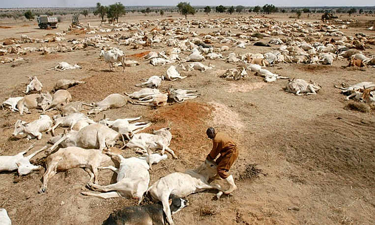 La siccità uccide almeno 19.300 capi di bestiame nello Zimbabwe
