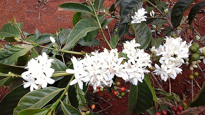 Fiori di caffè