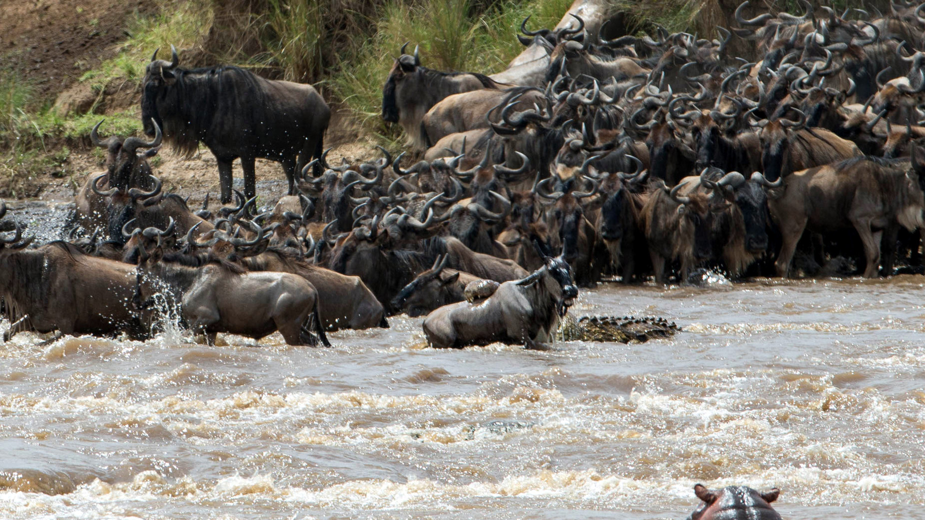 Fiume Mara, Kenya. La migrazione