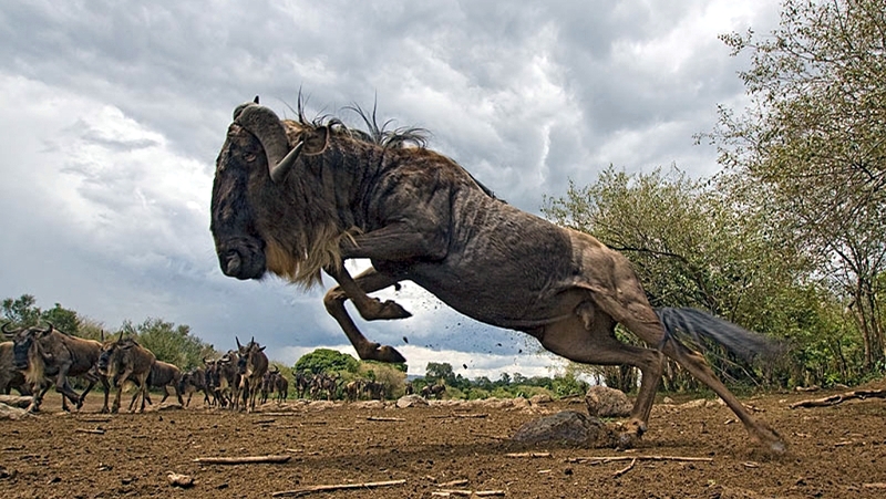 Kenya. Gnu blu (Connochaetes taurinus). Riserva Masai Mara