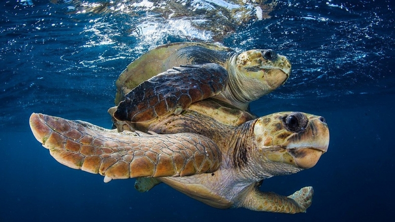 Kenya. Tartarughe marine