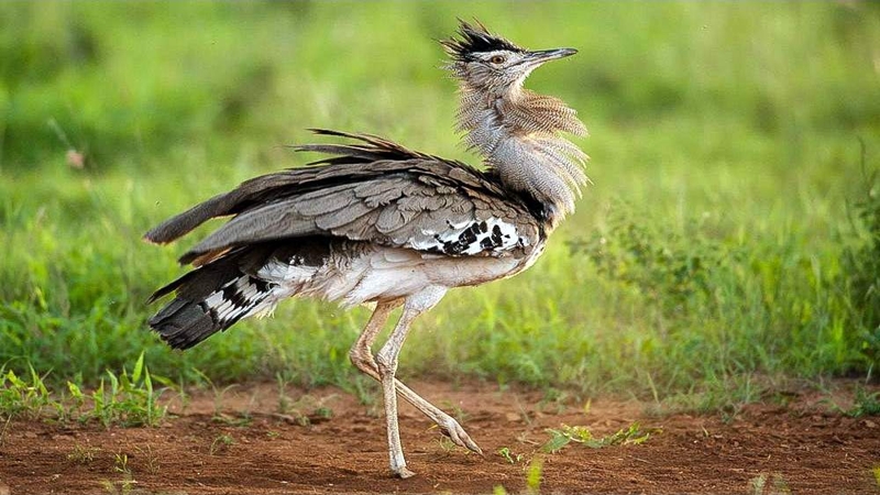 Otarda di Kori. Parco Nazionale Tsavo Est